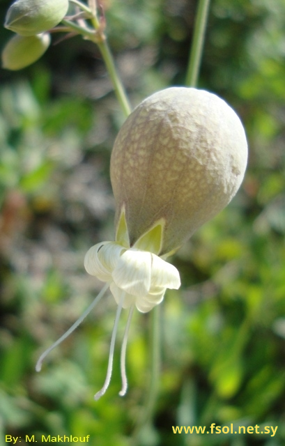 Silene vulgaris (Moench.) Garcke.